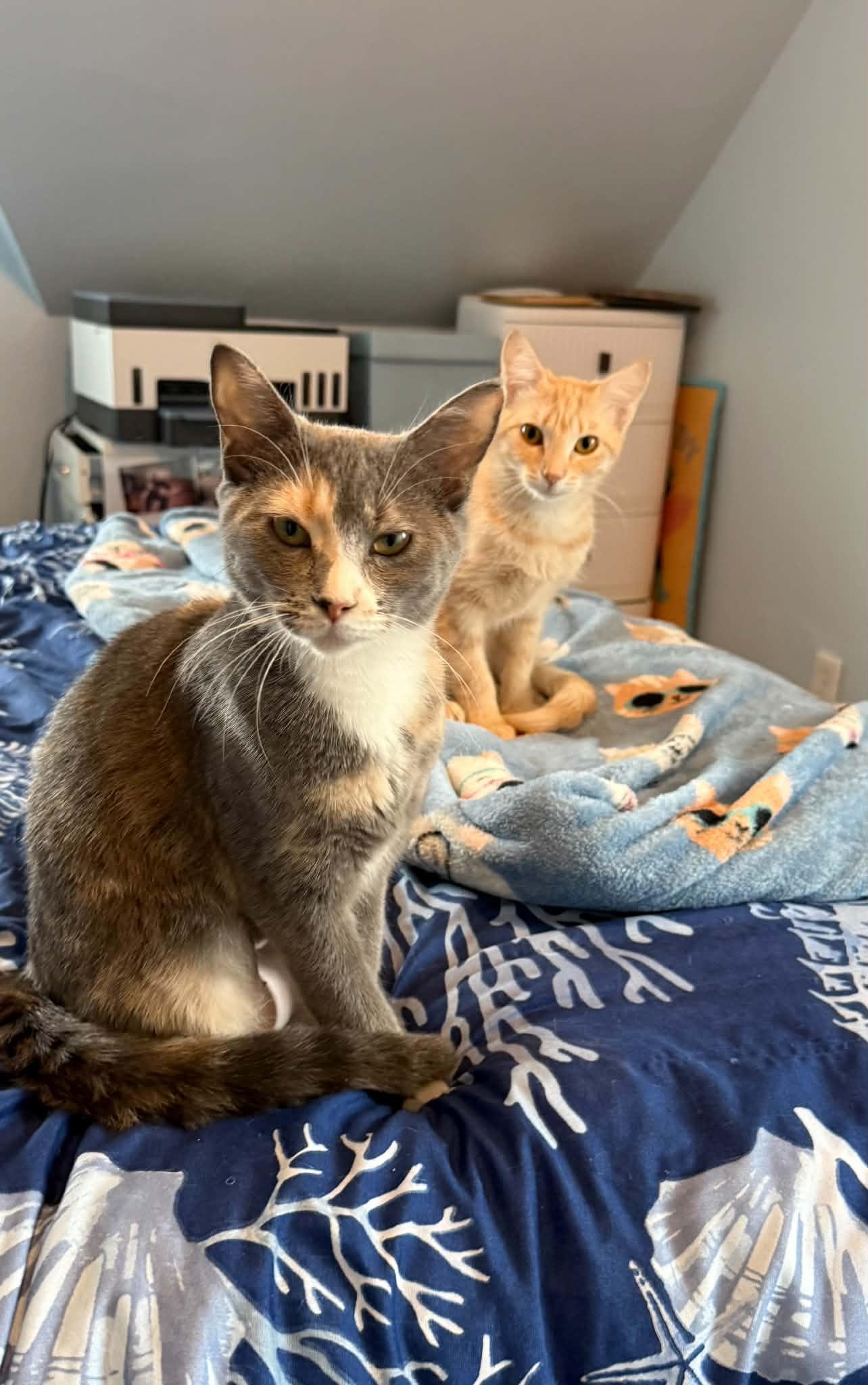 Maple and Autumn, Adoptable, Young Female Domestic Short Hair.