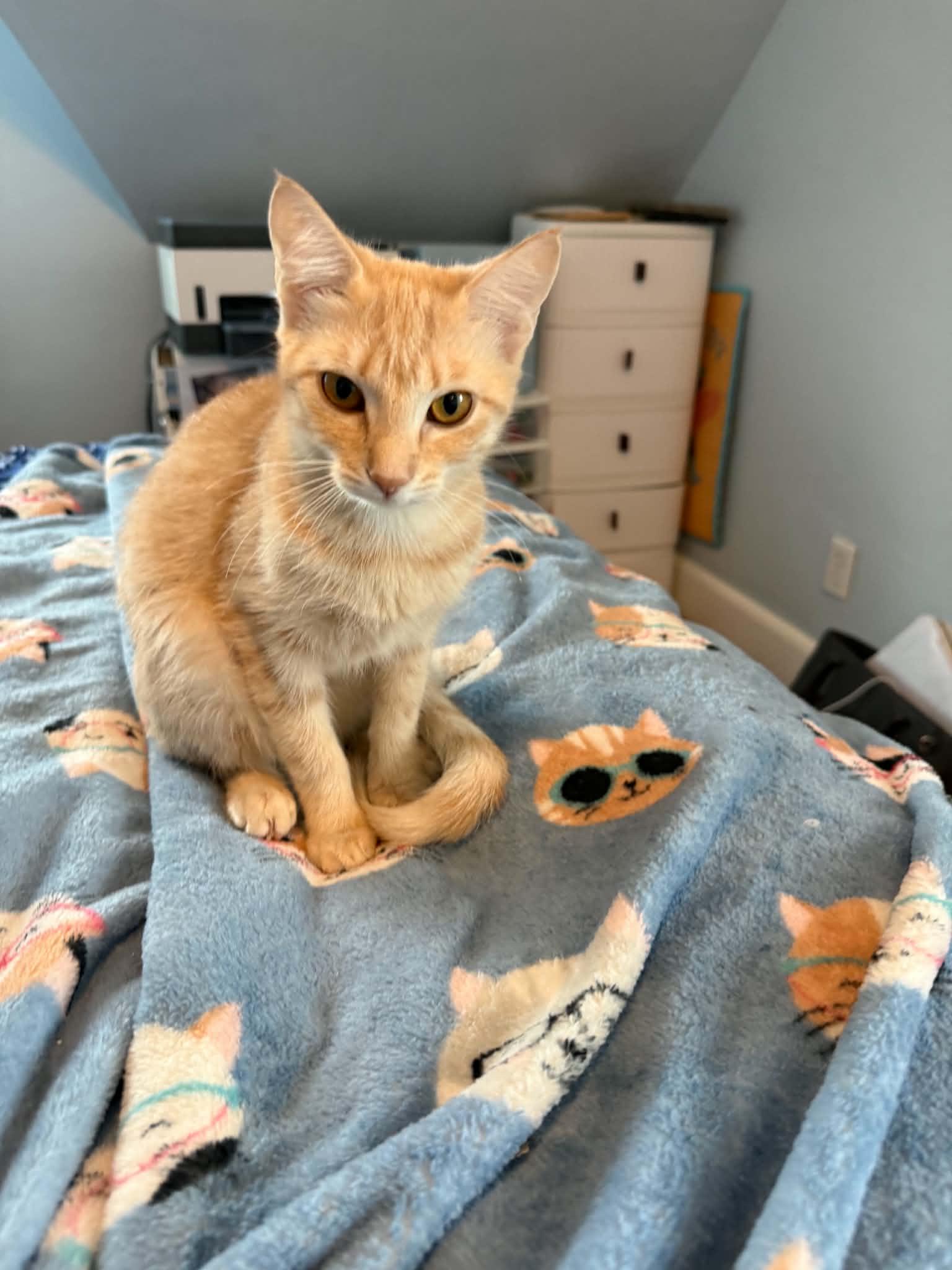 Enlarge Maple and Autumn, a Adoptable Domestic Short Hair in Hull, MA image 2/6