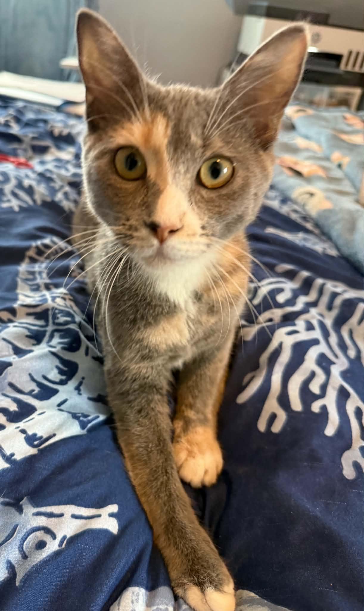 Enlarge Maple and Autumn, a Adoptable Domestic Short Hair in Hull, MA image 3/6