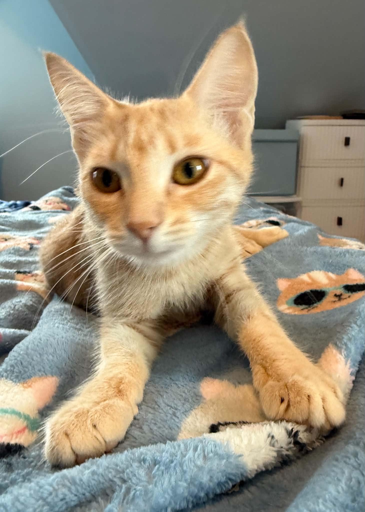 Enlarge Maple and Autumn, a Adoptable Domestic Short Hair in Hull, MA image 4/6
