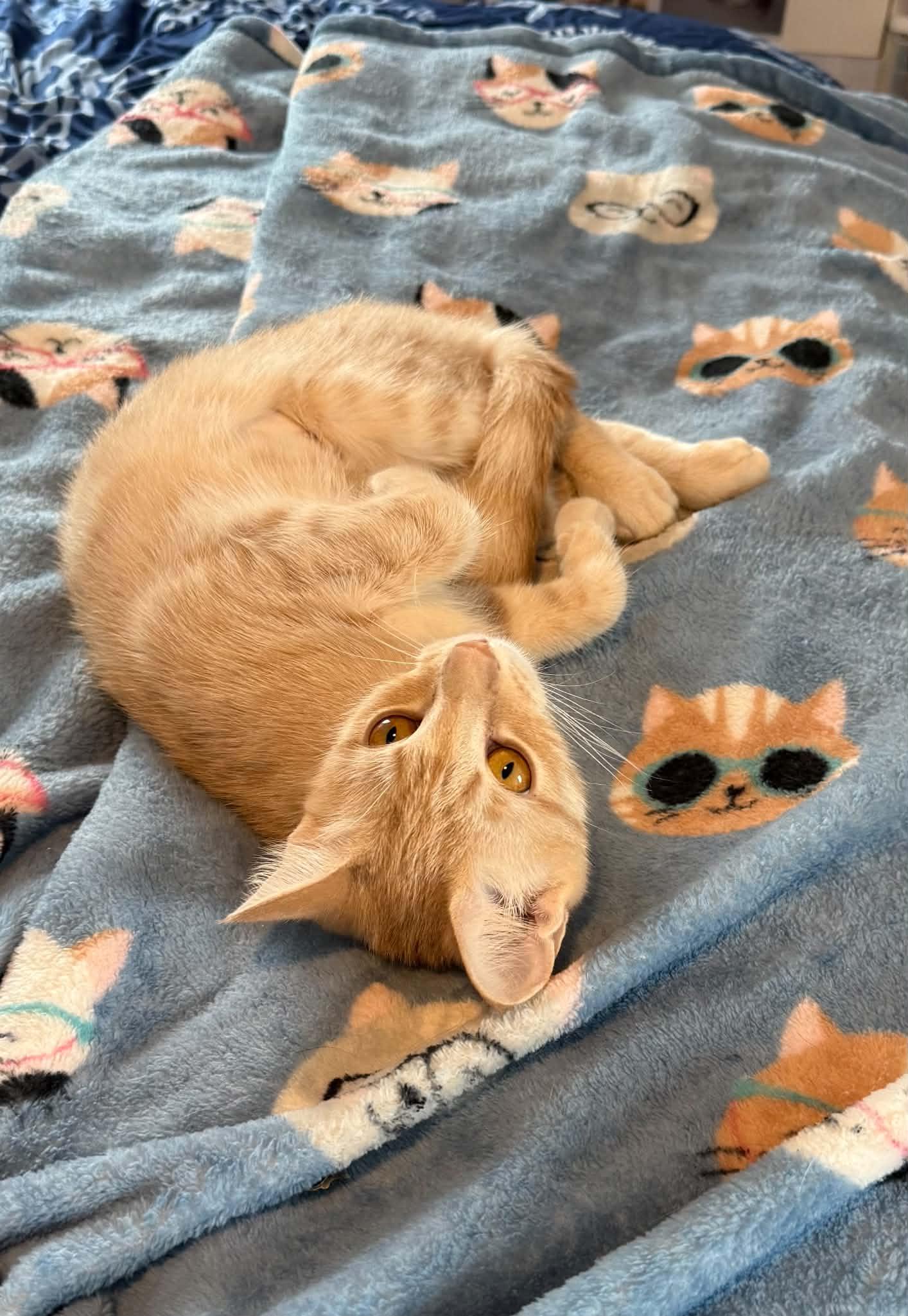 Enlarge Maple and Autumn, a Adoptable Domestic Short Hair in Hull, MA image 5/6