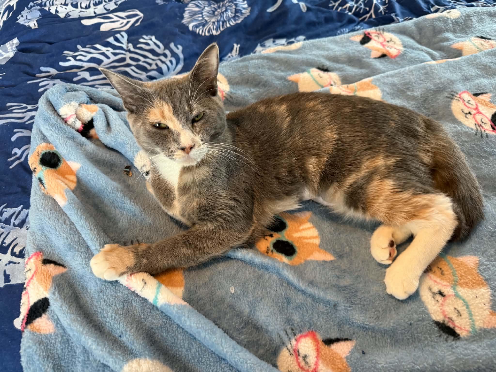 Enlarge Maple and Autumn, a Adoptable Domestic Short Hair in Hull, MA image 6/6