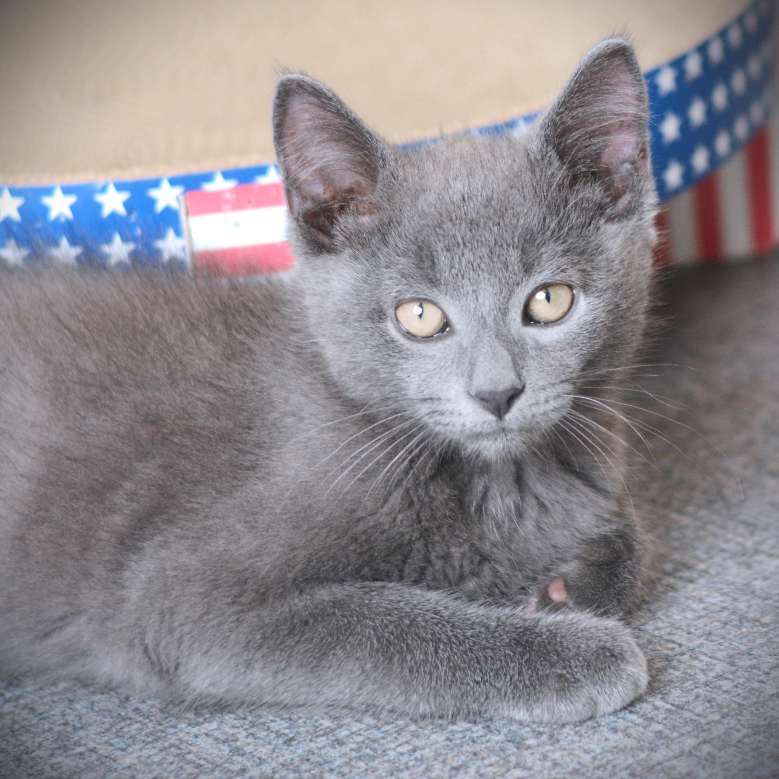 Eeyore, adoptable, Kitten Male Domestic Short Hair.