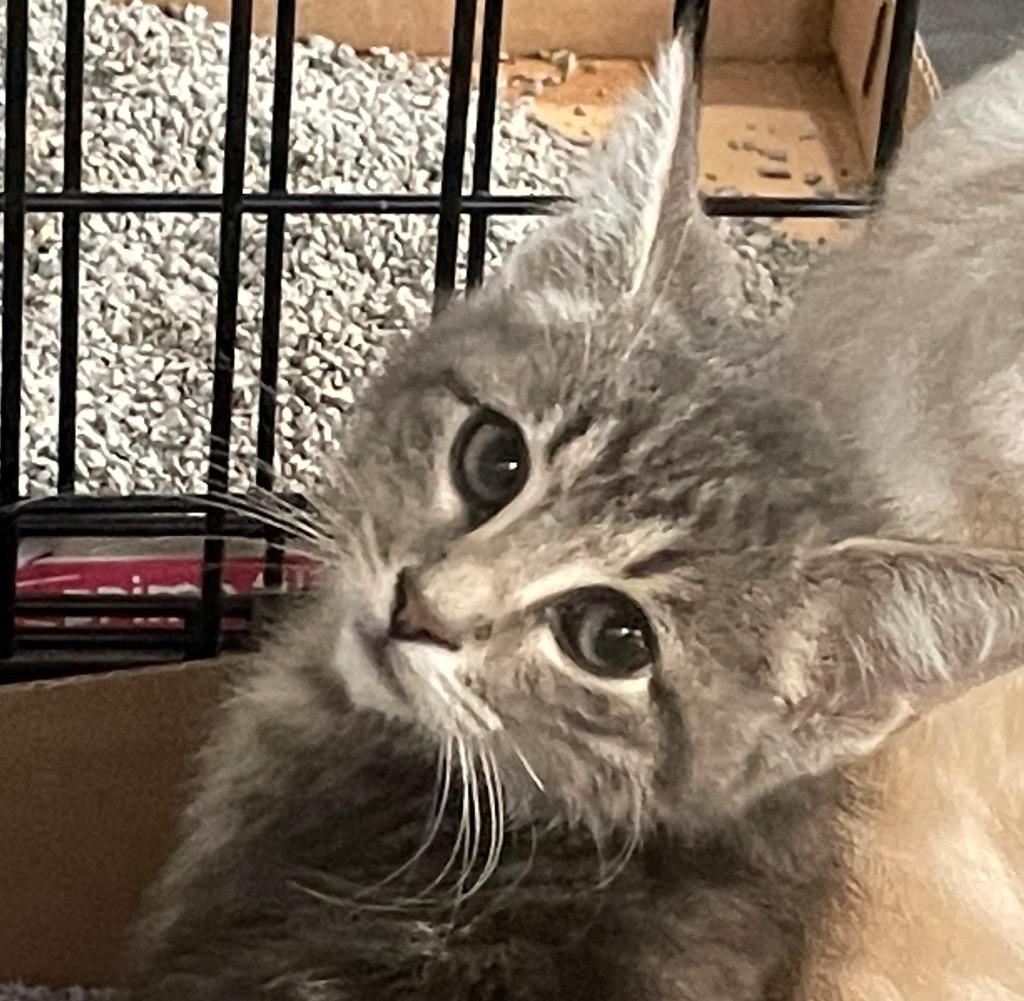 Sisu PRAC, Adoptable, Kitten Male Domestic Short Hair.