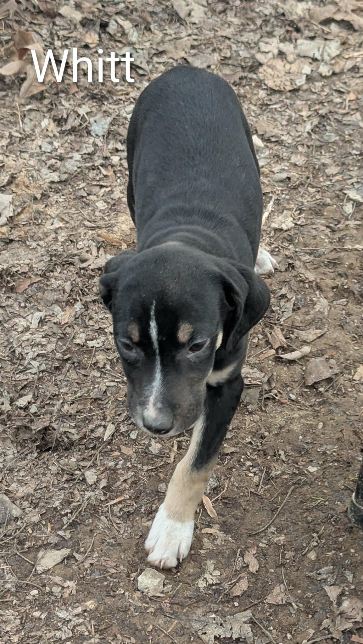 Whitt, a Adoptable mixed breed in Allentown, PA image 4/5