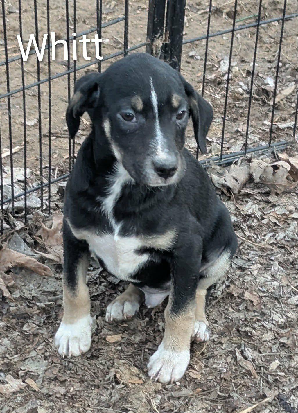 Whitt, a Adoptable mixed breed in Allentown, PA image 2/5