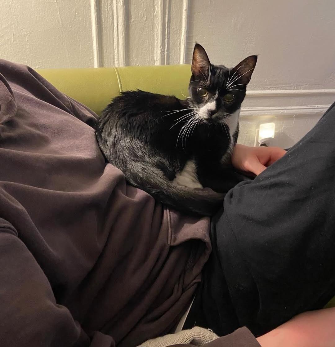 Mr Toothpick, Adoptable, Senior Male American Shorthair.