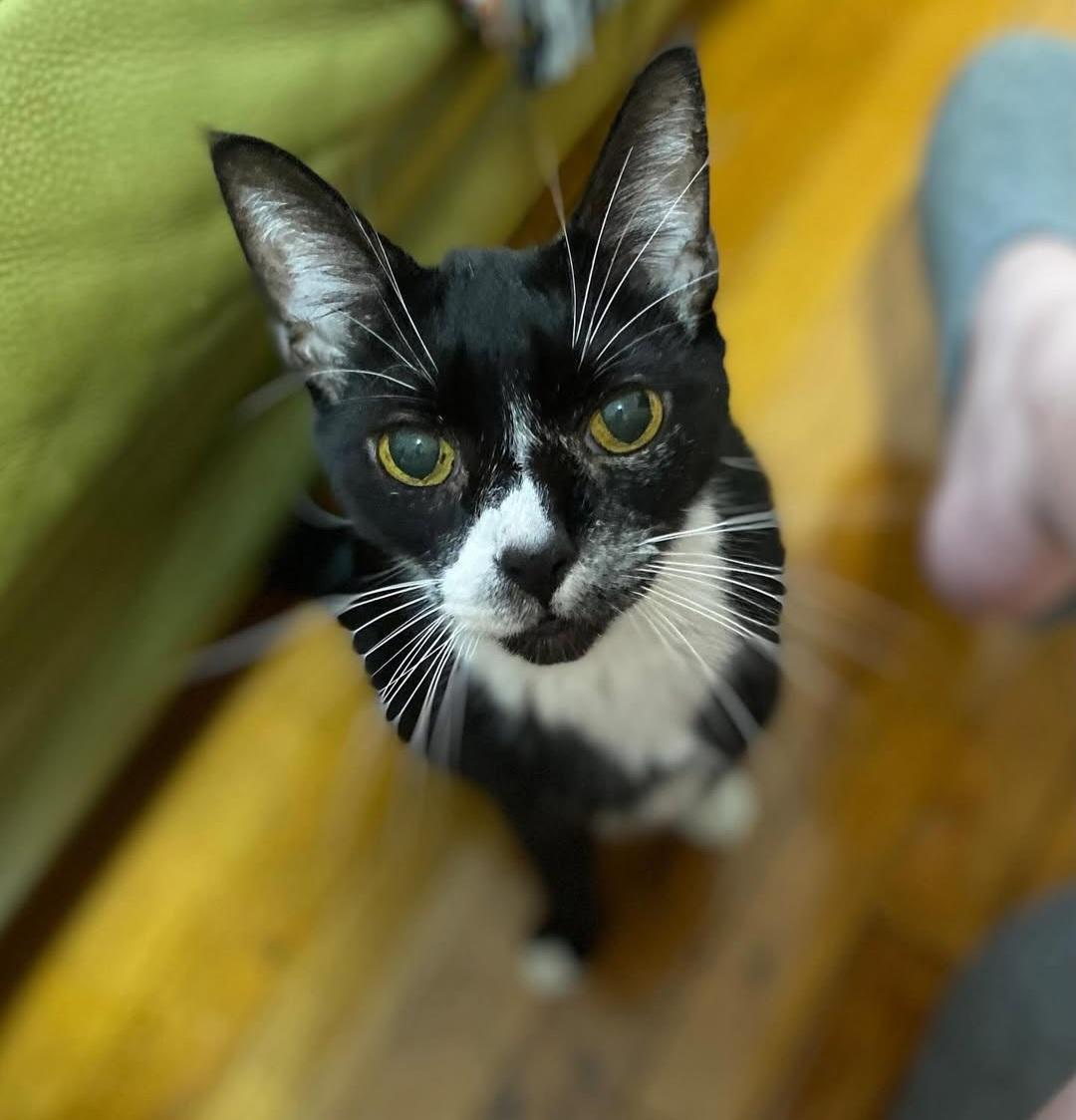 Enlarge Mr Toothpick, a Adoptable mixed breed in Brooklyn, NY image 2/6