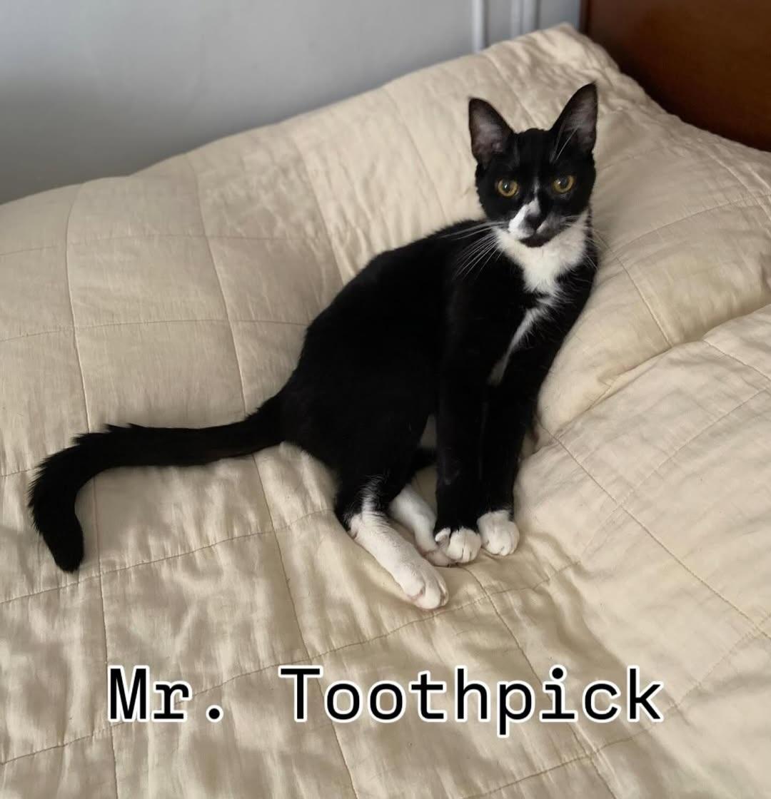 Enlarge Mr Toothpick, a Adoptable mixed breed in Brooklyn, NY image 3/6