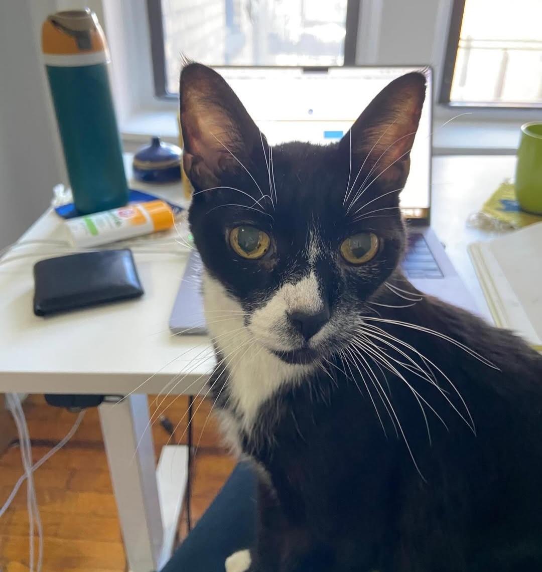 Enlarge Mr Toothpick, a Adoptable mixed breed in Brooklyn, NY image 4/6