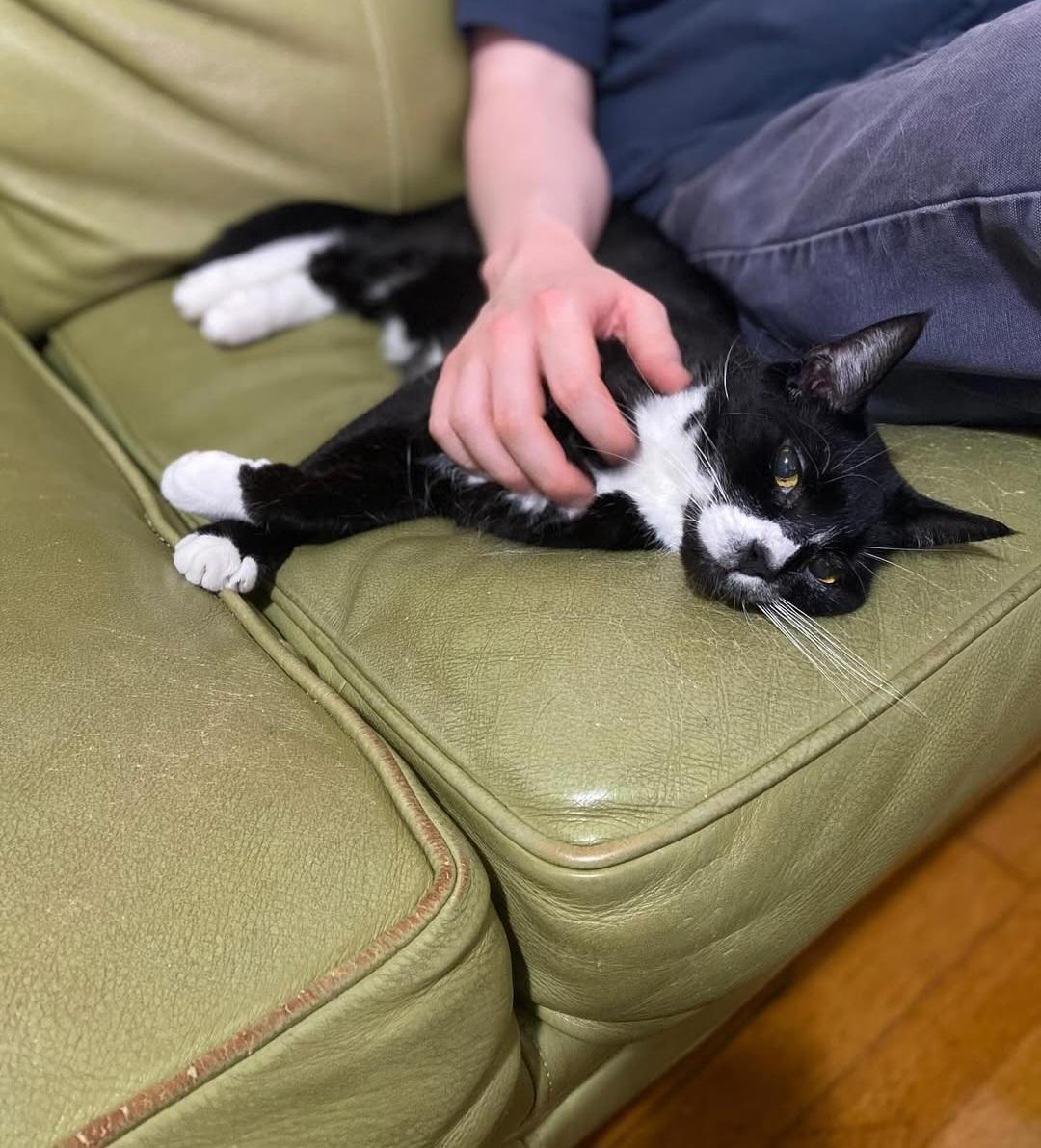 Enlarge Mr Toothpick, a Adoptable mixed breed in Brooklyn, NY image 5/6