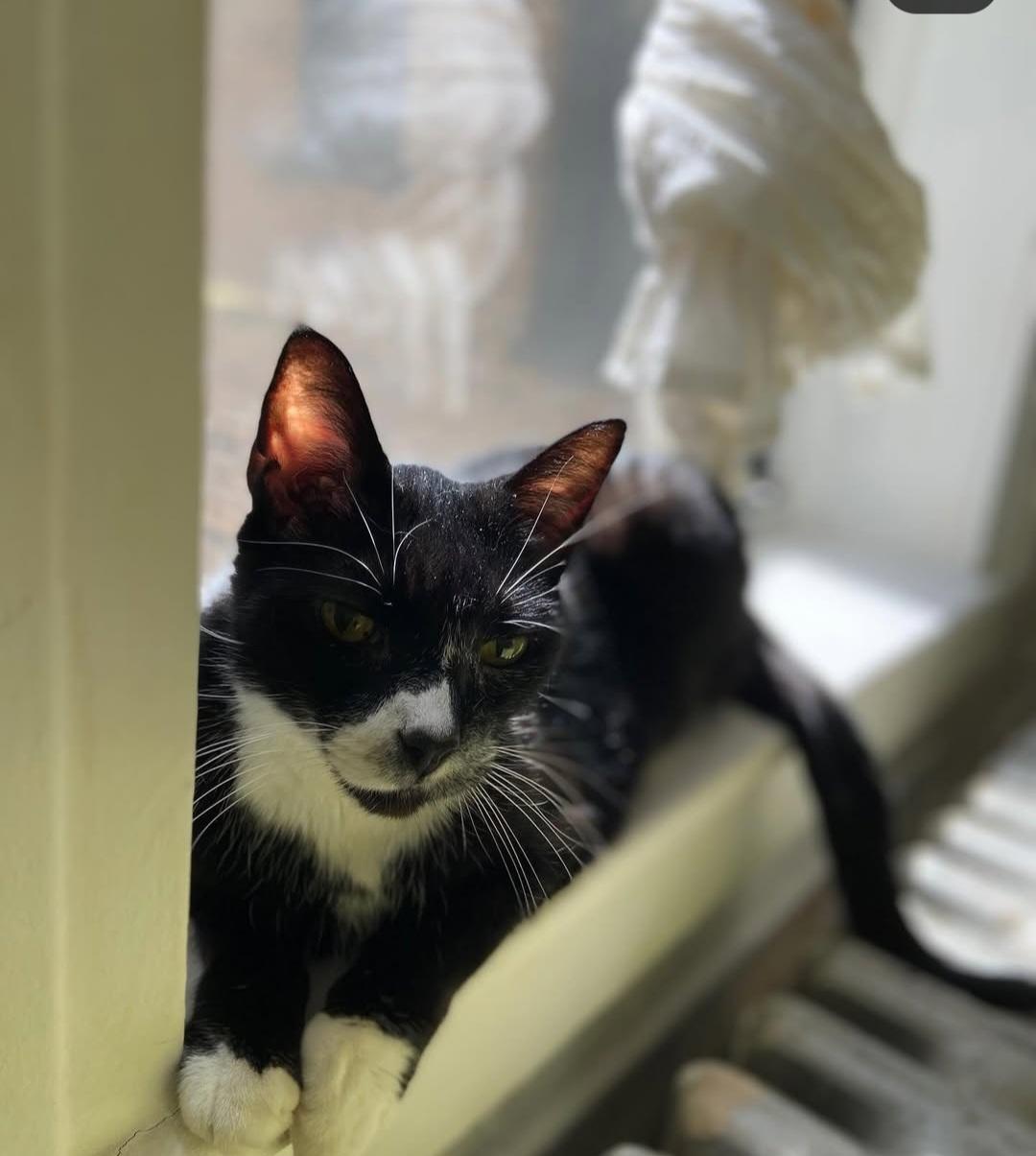 Enlarge Mr Toothpick, a Adoptable mixed breed in Brooklyn, NY image 6/6