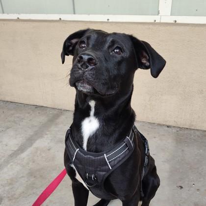 Enlarge Enzo, a Adoptable mixed breed in San Francisco, CA image 1/3