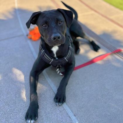 Enlarge Enzo, a Adoptable mixed breed in San Francisco, CA image 1/3