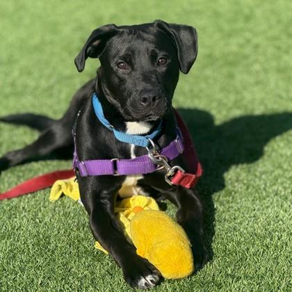 Enlarge Enzo, a Adoptable mixed breed in San Francisco, CA image 3/3