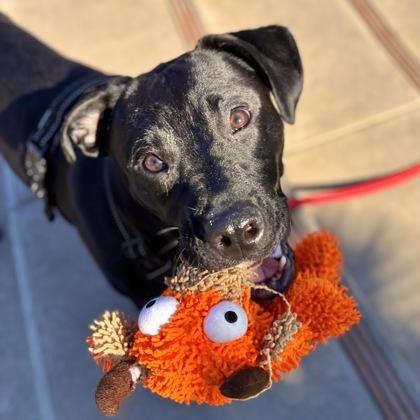 Enlarge Enzo, a Adoptable mixed breed in San Francisco, CA image 2/3