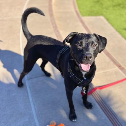 Enlarge Enzo, a Adoptable mixed breed in San Francisco, CA image 3/3
