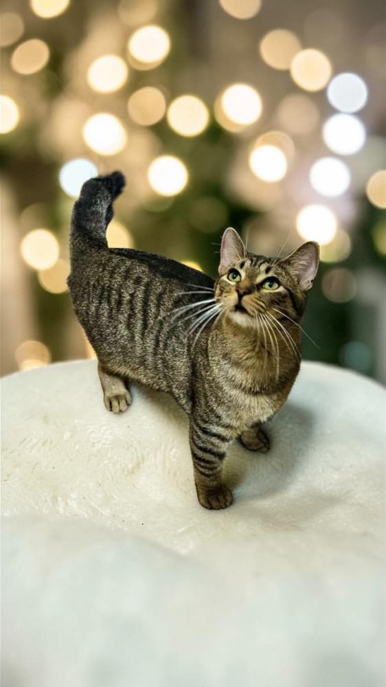 Mules, Adoptable, Kitten Male Domestic Short Hair.