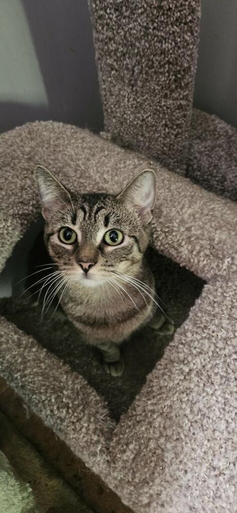 Enlarge Mules, a Adoptable Domestic Short Hair in Wilson, NC image 2/4