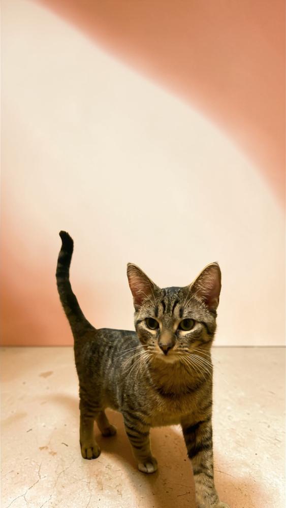 Enlarge Mules, a Adoptable Domestic Short Hair in Wilson, NC image 2/3