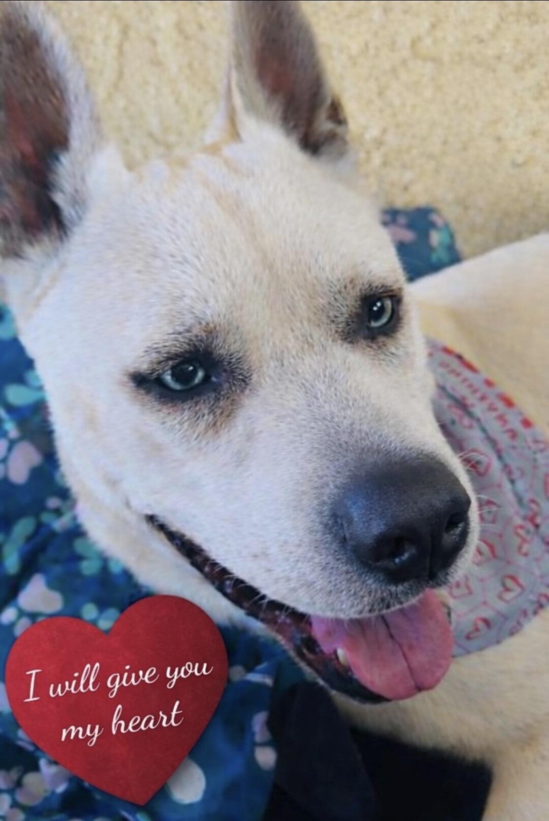 Enlarge ROCKY, a Adoptable mixed breed in Encino, CA image 4/4