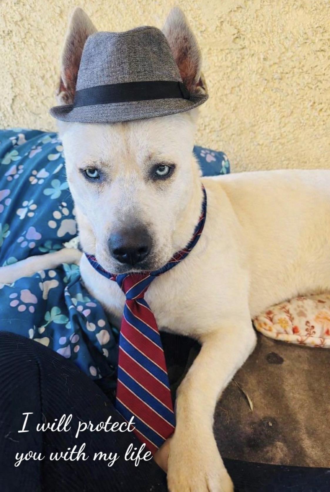 Enlarge ROCKY, a Adoptable mixed breed in Encino, CA image 3/4