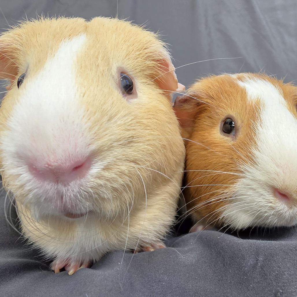 Spike, Adoptable, Adult Male Guinea Pig.