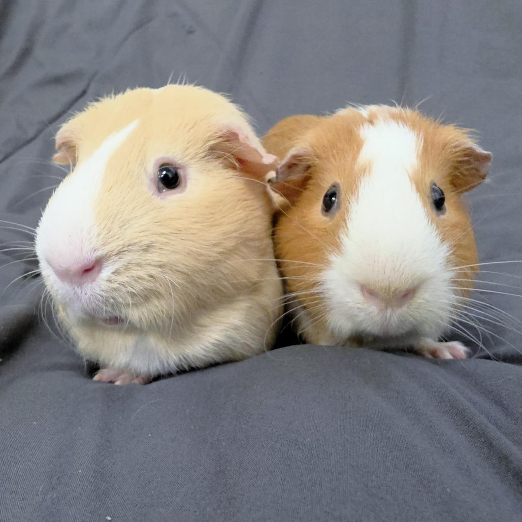 Enlarge Spike, a Adoptable Guinea Pig in Michigan City, IN image 2/5