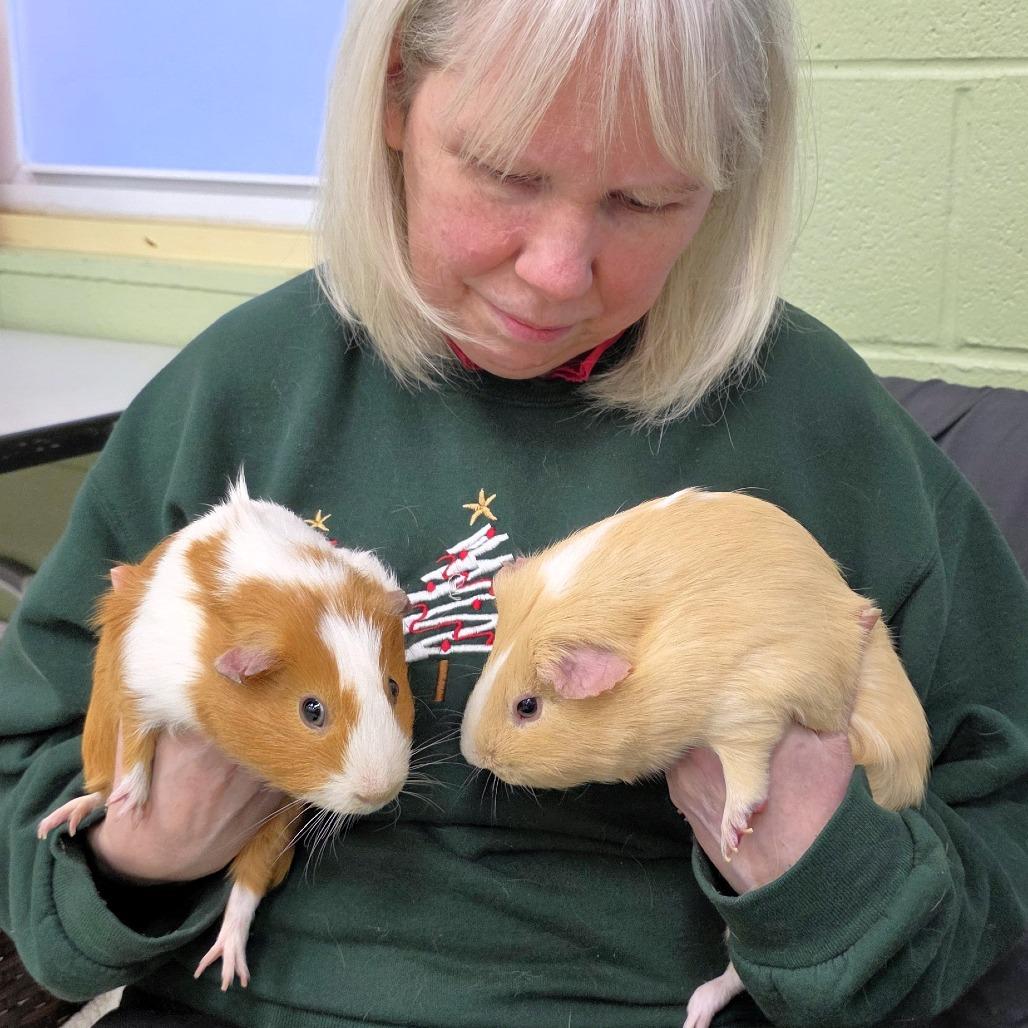 Enlarge Spike, a Adoptable Guinea Pig in Michigan City, IN image 3/5