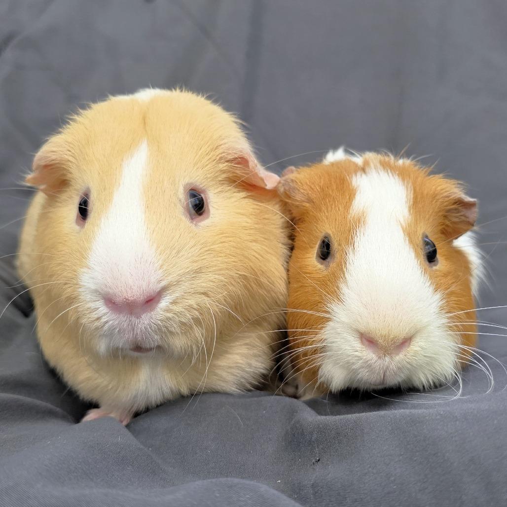Enlarge Spike, a Adoptable Guinea Pig in Michigan City, IN image 4/5