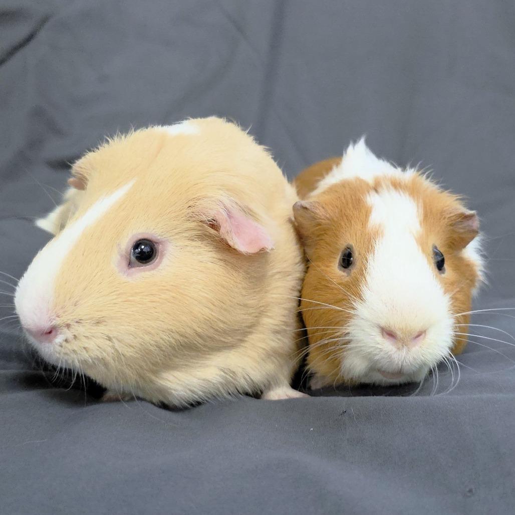 Enlarge Spike, a Adoptable Guinea Pig in Michigan City, IN image 5/5