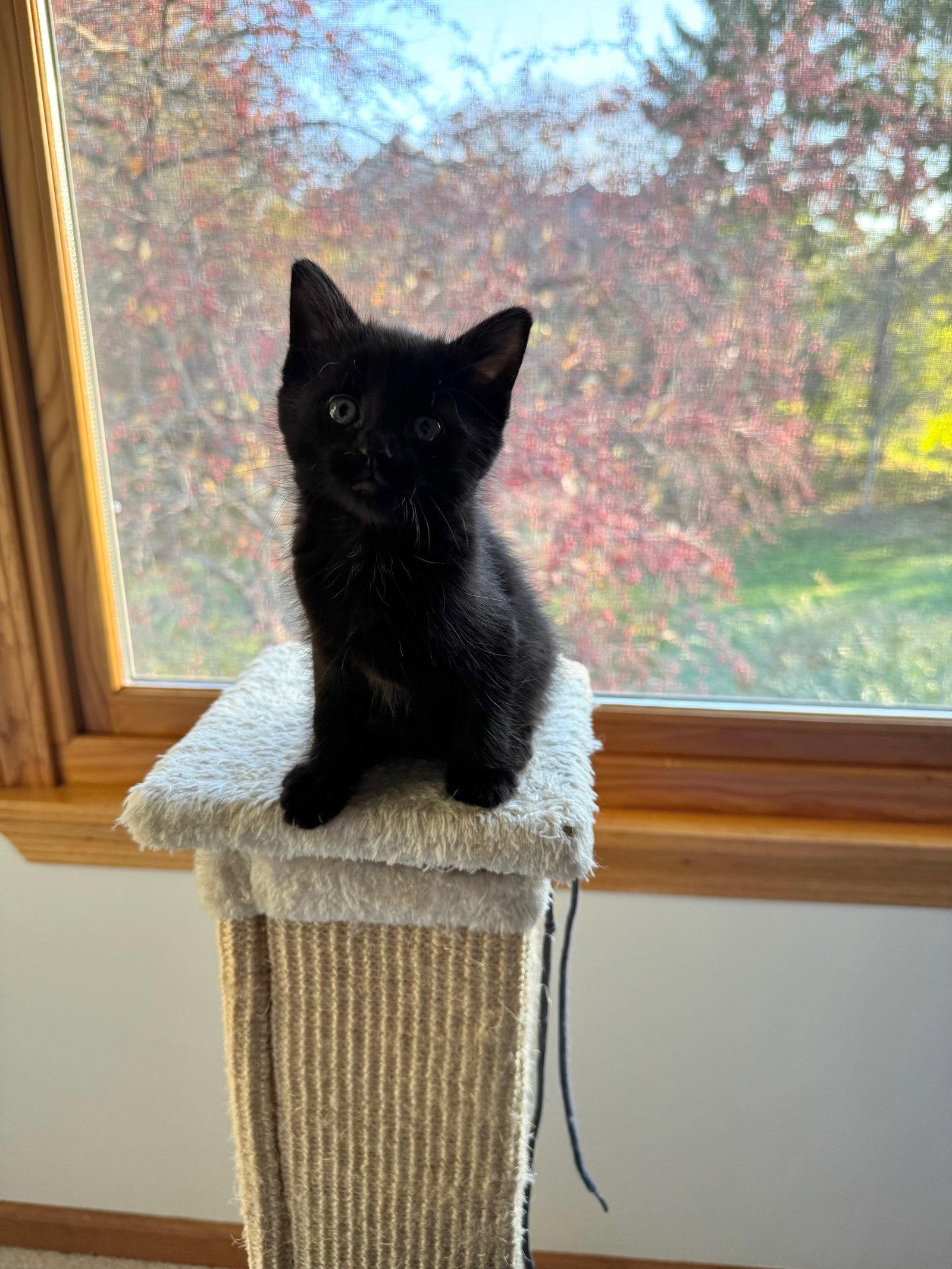 Phantom, Adopted, Kitten Male Domestic Short Hair.