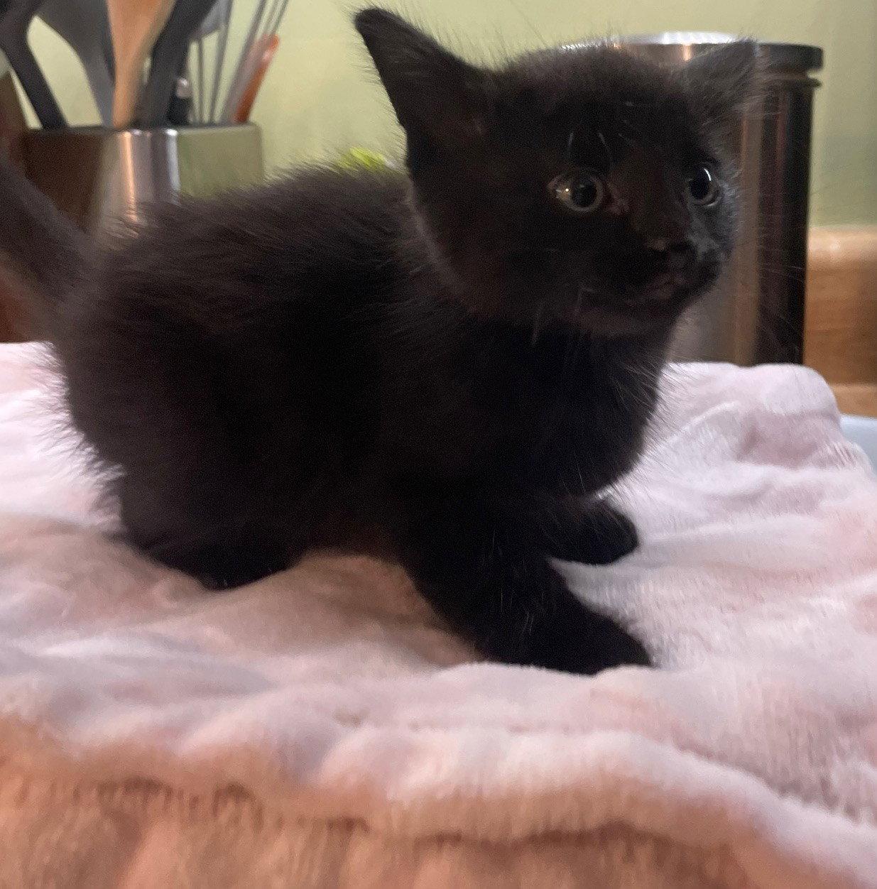 Phantom, a Adopted Domestic Short Hair in Island Lake, IL image 2/3