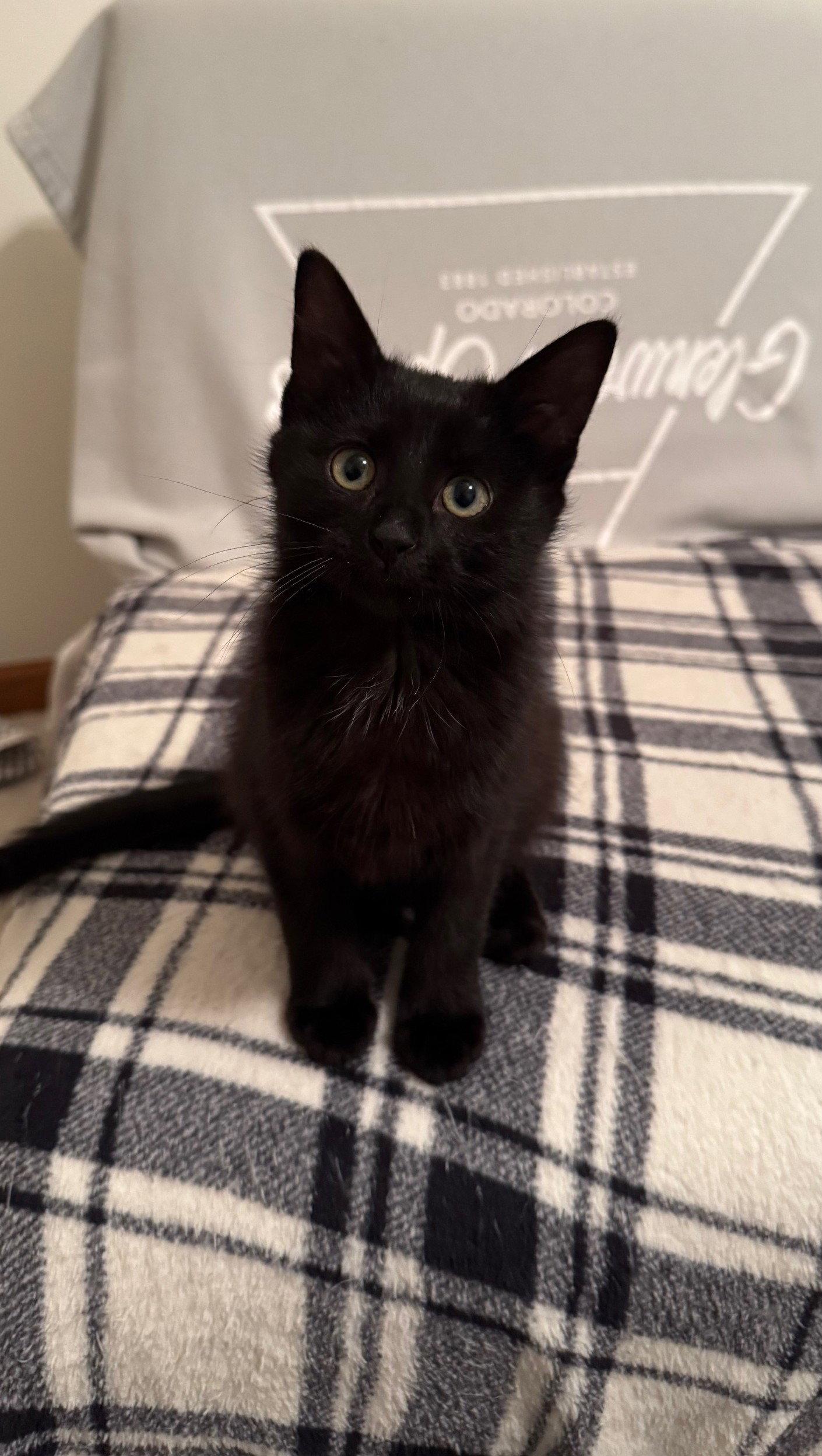 Phantom, a Adopted Domestic Short Hair in Island Lake, IL image 3/3