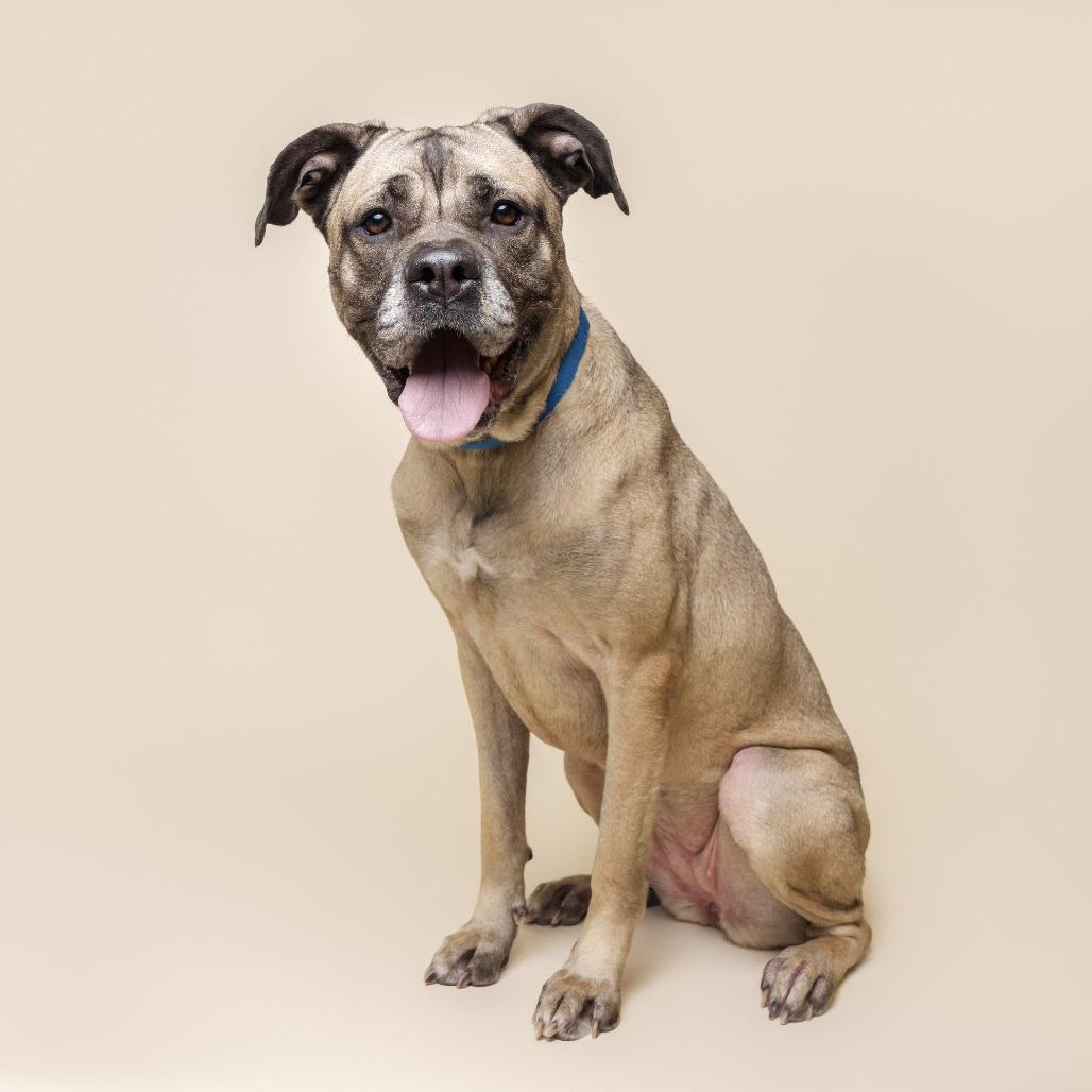 Mildred, Adoptable, Adult Female Mixed Breed.