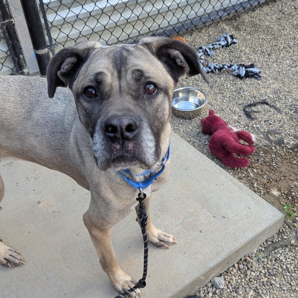 Mildred, a Adoptable Mixed Breed in Pittsburgh, PA image 2/6