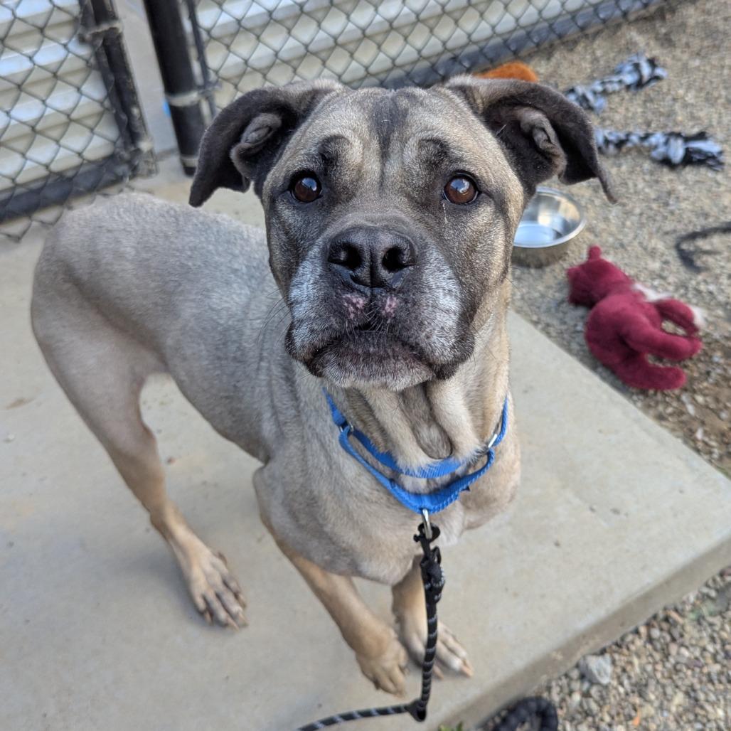 Mildred, a Adoptable Mixed Breed in Pittsburgh, PA image 3/6