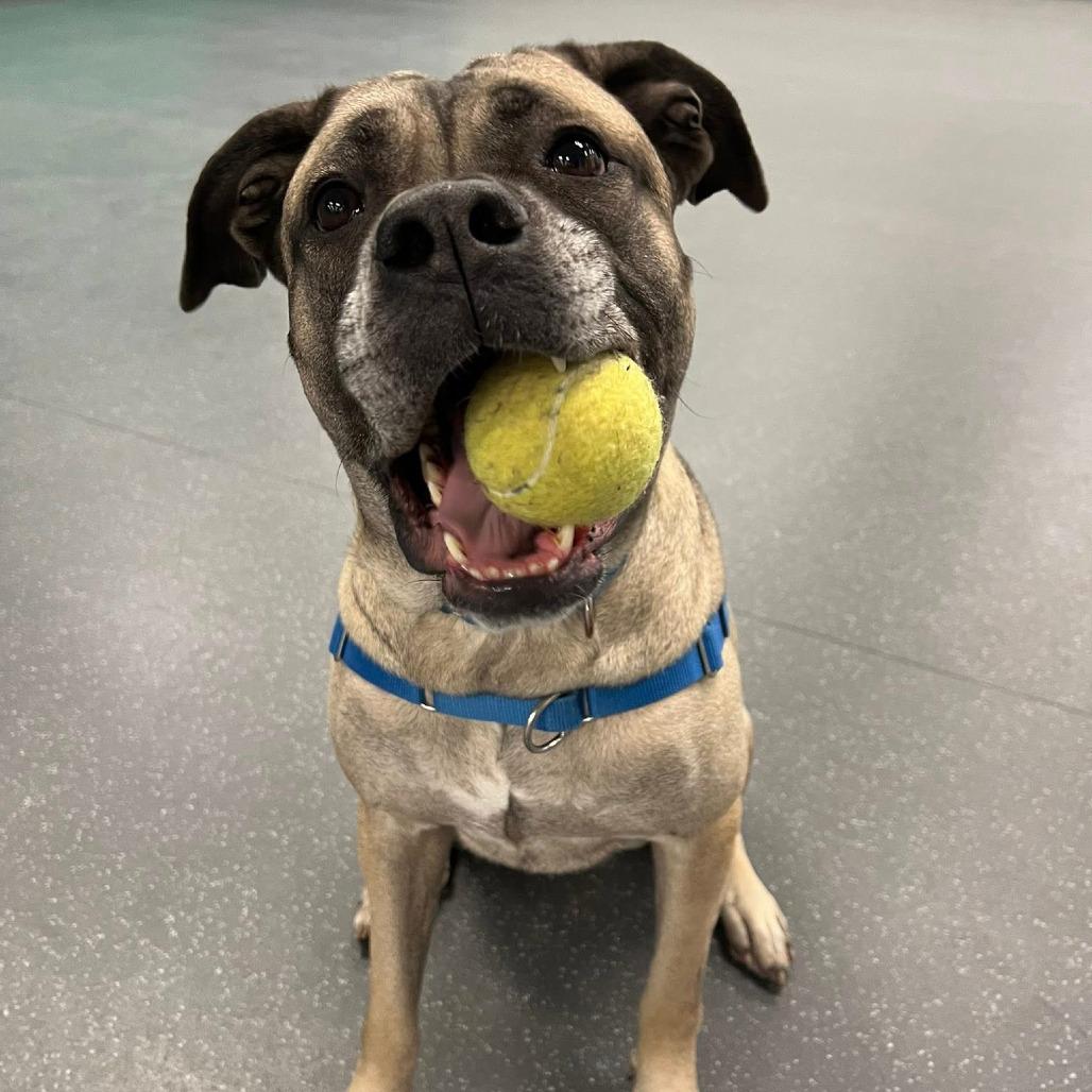 Mildred, a Adoptable Mixed Breed in Pittsburgh, PA image 4/6