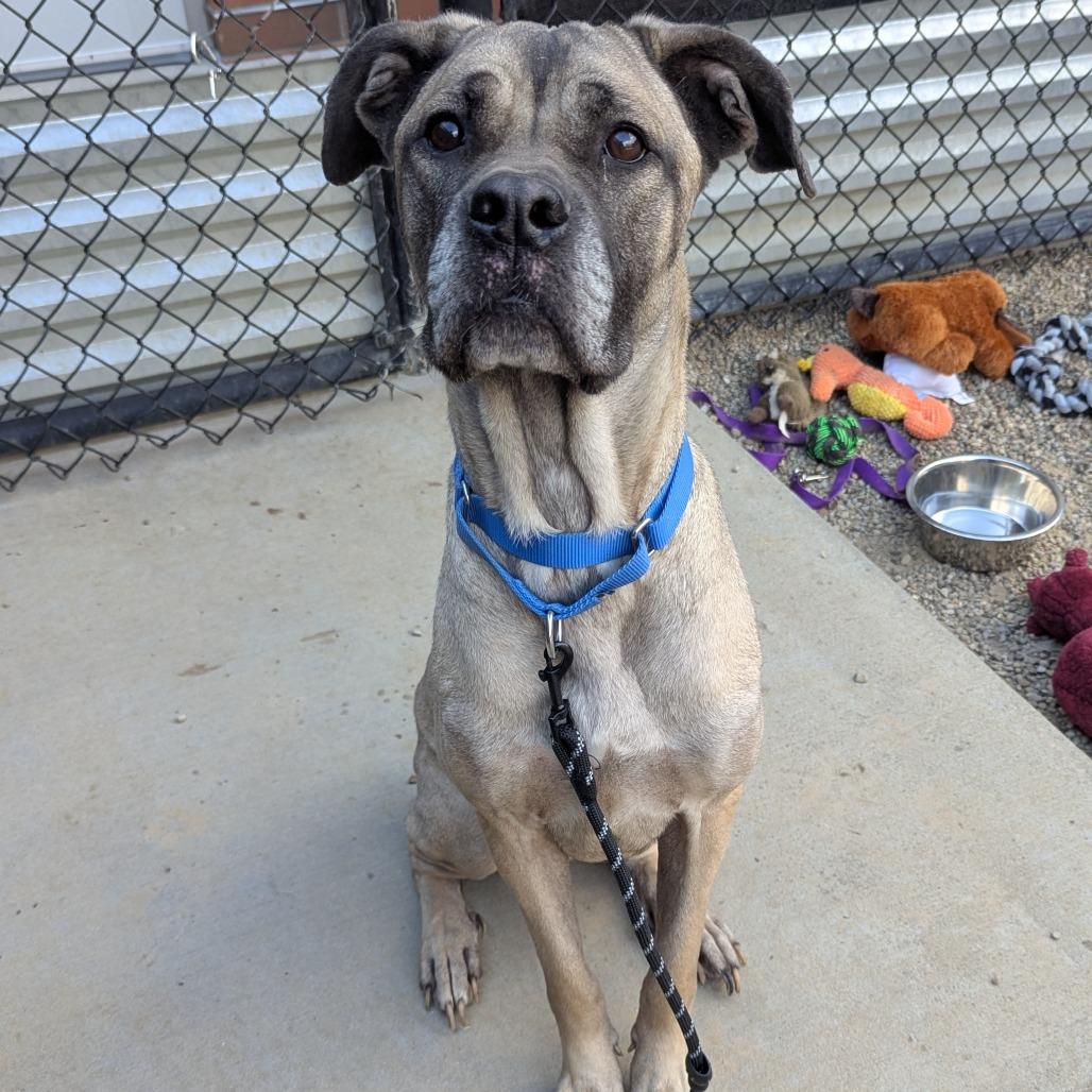 Mildred, a Adoptable Mixed Breed in Pittsburgh, PA image 5/6