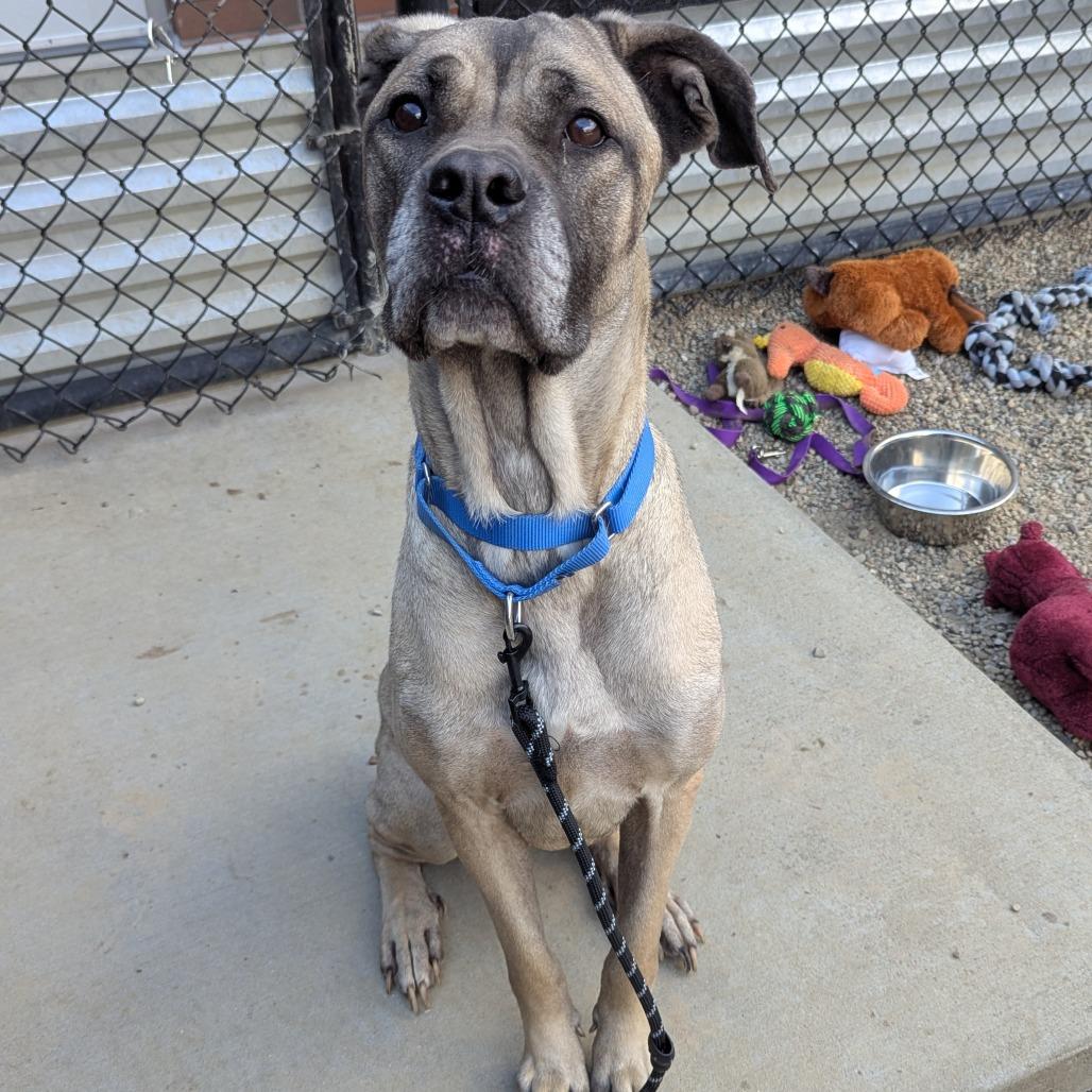 Mildred, a Adoptable Mixed Breed in Pittsburgh, PA image 6/6