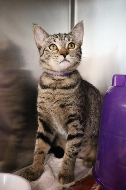 Misty, Adoptable, Young Female Domestic Short Hair & Domestic Short Hair.