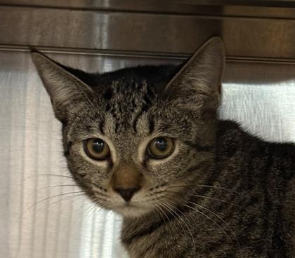 Misty, Adoptable, Young Female Domestic Short Hair & Domestic Short Hair.