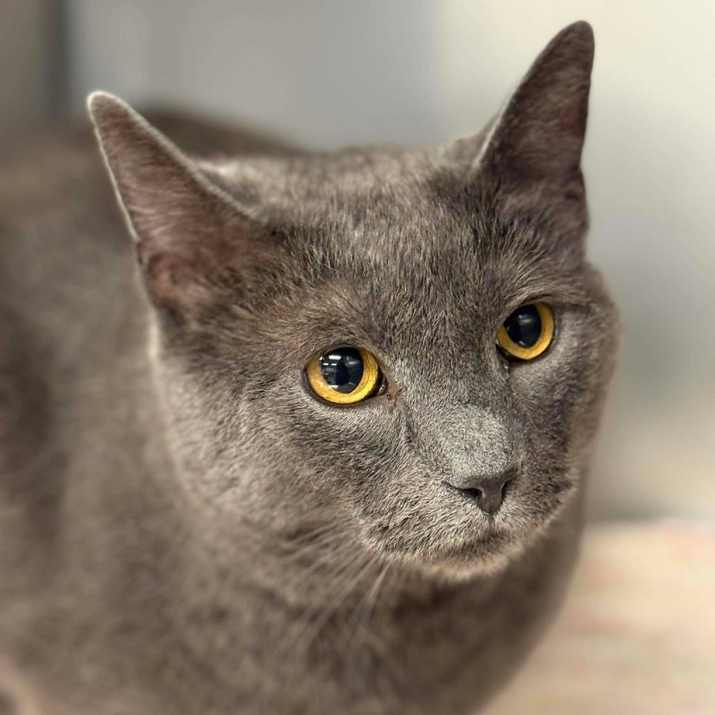 Jupiter, Adoptable, Adult Male Domestic Short Hair.