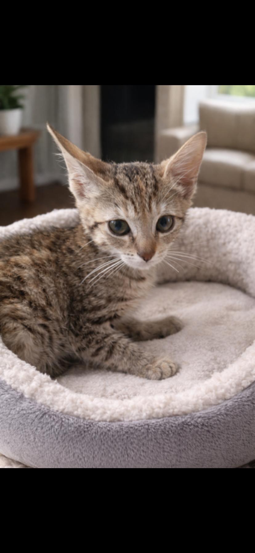 Hazel, adopted, Kitten Female Domestic Short Hair.