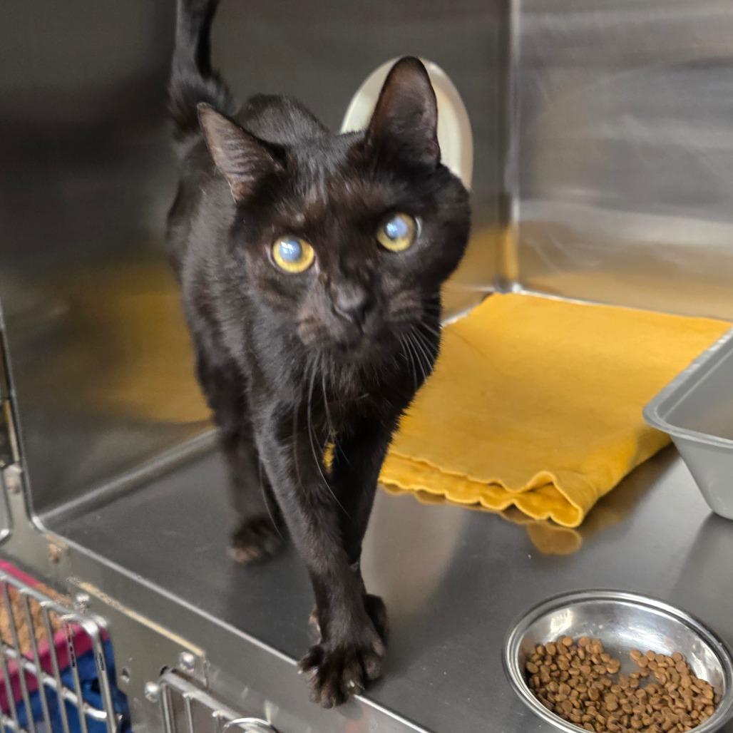 Rosemary, Adoptable, Adult Female Extra-Toes Cat / Hemingway Polydactyl.