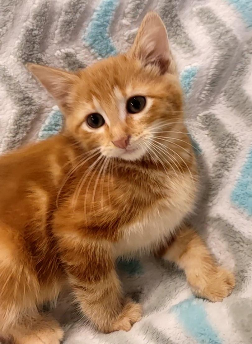 Colby, a Adopted Domestic Short Hair in Saint Paul, MN image 2/2