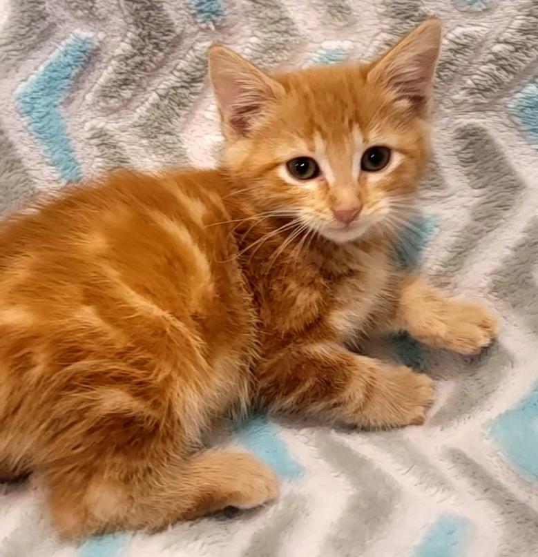 Colby, Adopted, Kitten Male Domestic Short Hair.