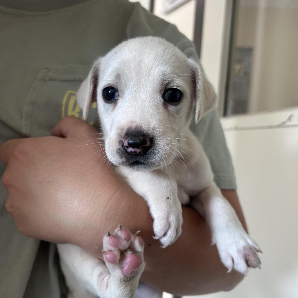Peach, a Adoptable Mixed Breed in Durham, NC image 1/6