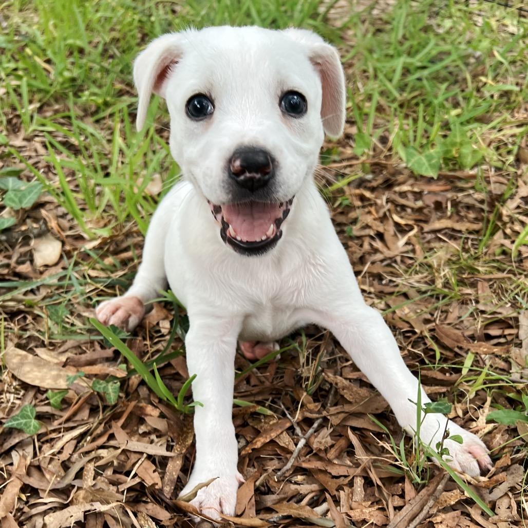 Peach, a Adoptable Mixed Breed in Durham, NC image 3/6