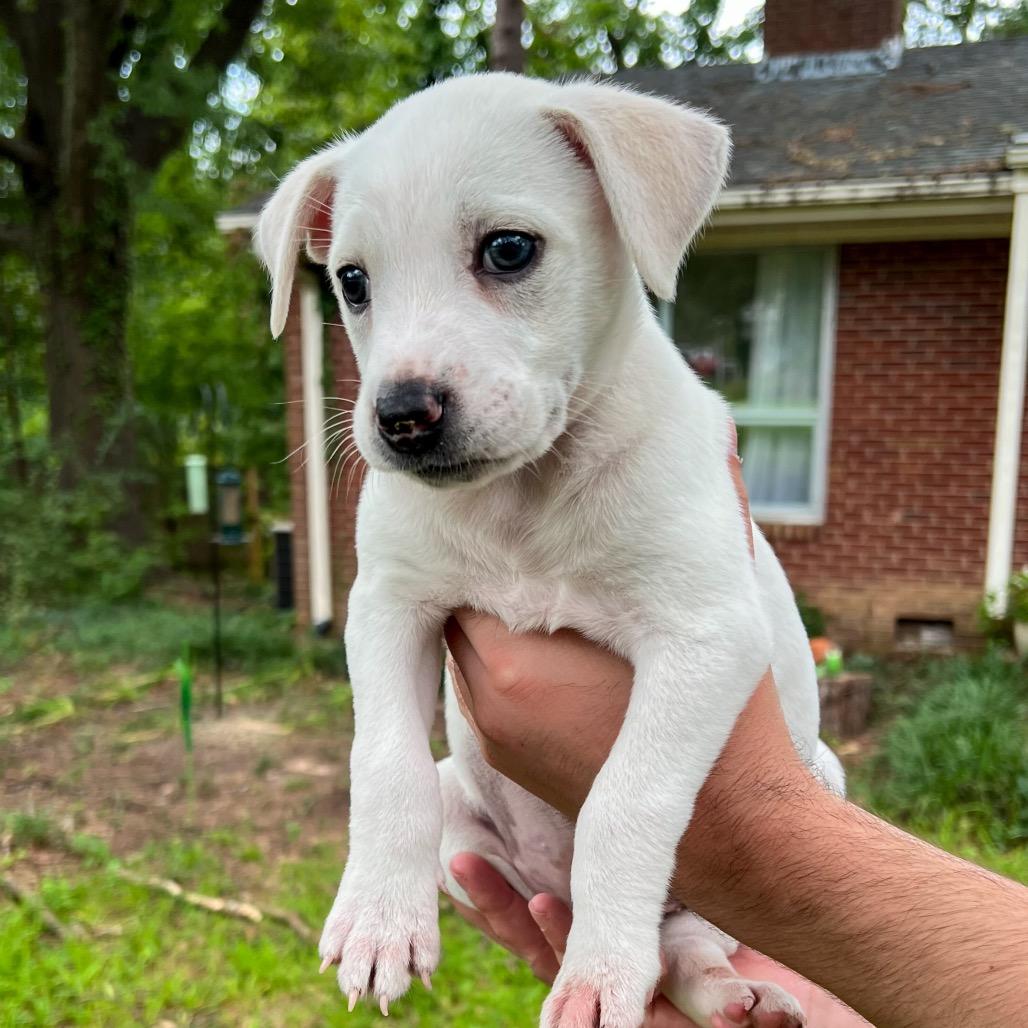 Peach, a Adoptable Mixed Breed in Durham, NC image 4/6